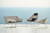 Breeze Wicker Footstool in White Grey by Cane-line for Jack Patio Breeze Wicker Footstool in White Grey by Cane-line for Jack Patio
