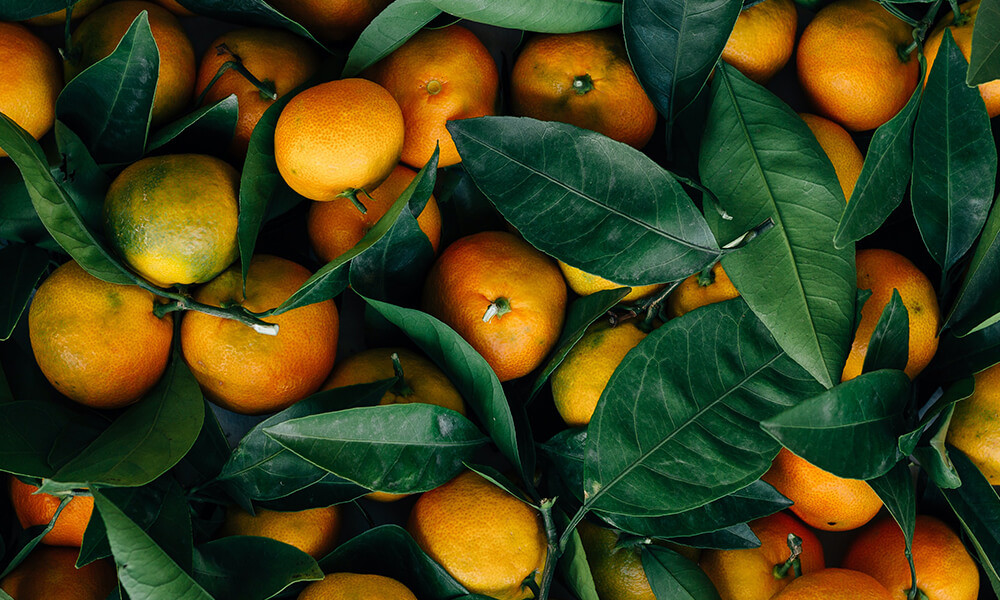 Nam aliquet urna ac nunc varius eleifend Aliquam erat volutpat