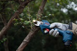Bosch 12V 25mm Pruner 3.0Ah Kit - 06008D8140