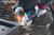 Bosch BITURBO X-LOCK Angle Grinder 125mm 18V - 06019H6400
