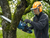 Order In - Bosch 18V 40cm Brushless Chainsaw w/ OptiCut 8.0Ah Kit - 06008D3040