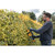 Order In - DeWalt 18V XR 55cm Hedge Trimmer - Skin - DCMHT562N-XE
