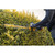 Order In - DeWalt 18V XR 55cm Hedge Trimmer - Skin - DCMHT562N-XE