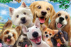 Howard Robinson: Puppy Selfie - 48pc 3D Jigsaw
