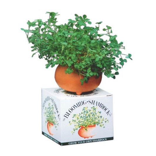 Blooming Shamrock Pot