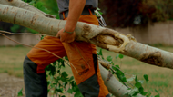 Why Arborists Are Ditching Cheap Gear for Premium Chainsaw Pants 