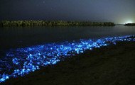 Bioluminescent Lagoons Bioluminescent Lagoons