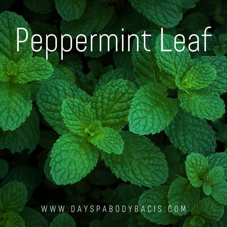 Peppermint Leaf Ingredient Highlight DAYSPA Body Basics Store