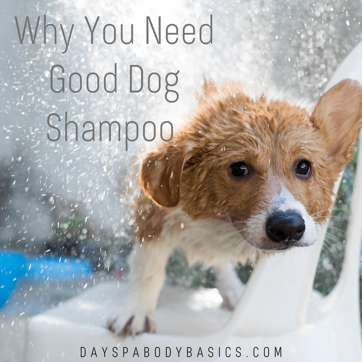 good dog day spa