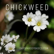 Chickweed-Ingredient Highlight