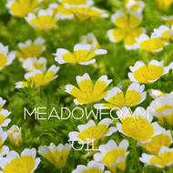 Meadowfoam Oil - Ingredient Highlight