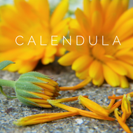 Calendula - Ingredient Highlight