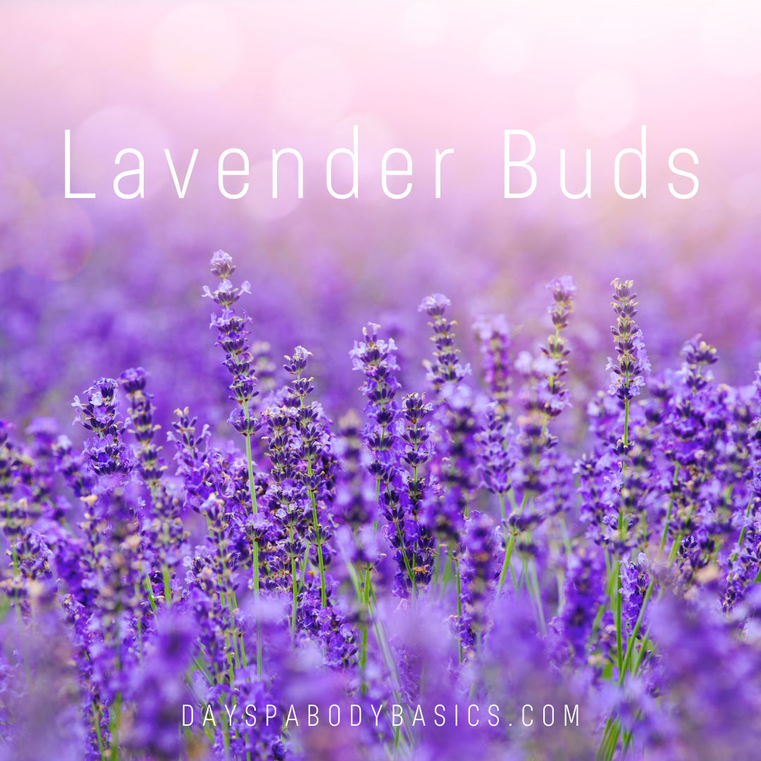 Lavender Buds Ingredient Highlight DAYSPA Body Basics Store