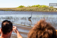 Tour the Everglades - The Top Things to Do