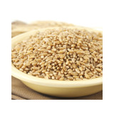 Prairie Gold Hard White Wheat Kernels 25lb View Product Image