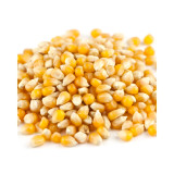 Yellow Popcorn 50lb View Product Image