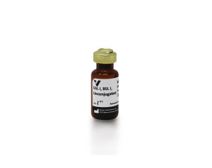 Griffonia (Bandeiraea) simplicifolia lectin I (GSL I, BSL I), Unconjugated Griffonia (Bandeiraea) simplicifolia lectin I (GSL I, BSL I), Unconjugated