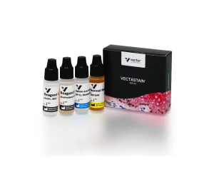 VECTASTAIN ABC-Peroxidase Kit, Rat IgG VECTASTAIN ABC-Peroxidase Kit, Rat IgG
