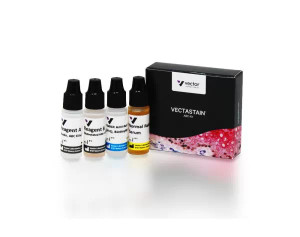 VECTASTAIN Elite ABC-Peroxidase Kit, Rat IgG VECTASTAIN Elite ABC-Peroxidase Kit, Rat IgG
