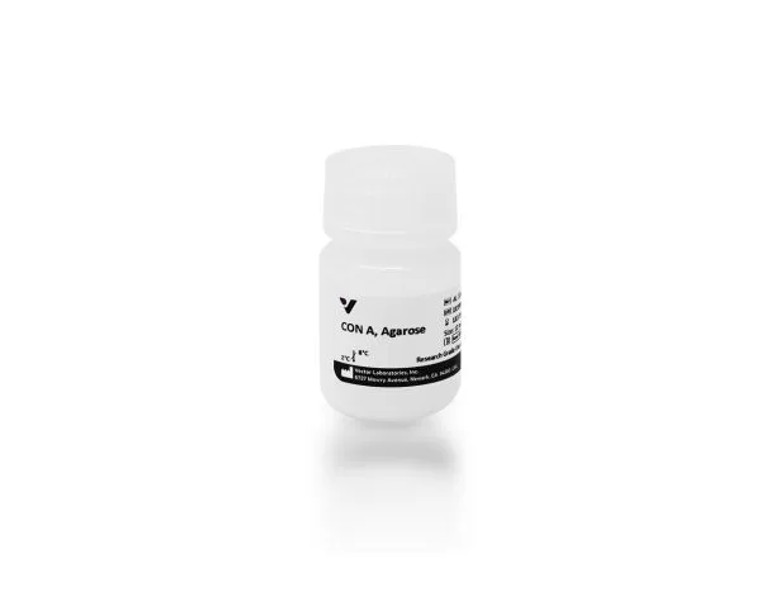 Concanavalin A (Con A), Agarose bound