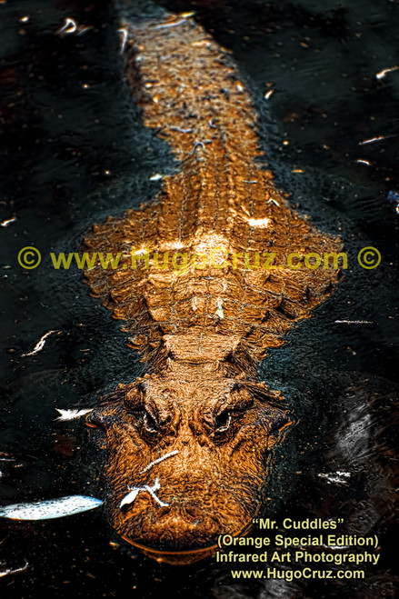 Mr Cuddles - Orange SE