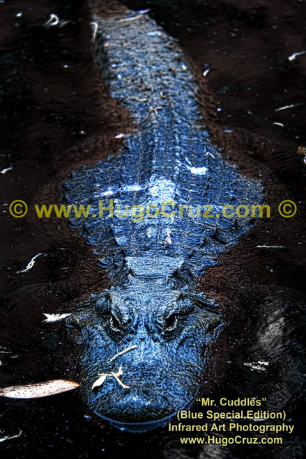 Mr Cuddles - Blue SE