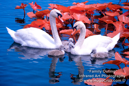 Family Outing