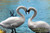 Swan Love