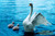 Swan Angel