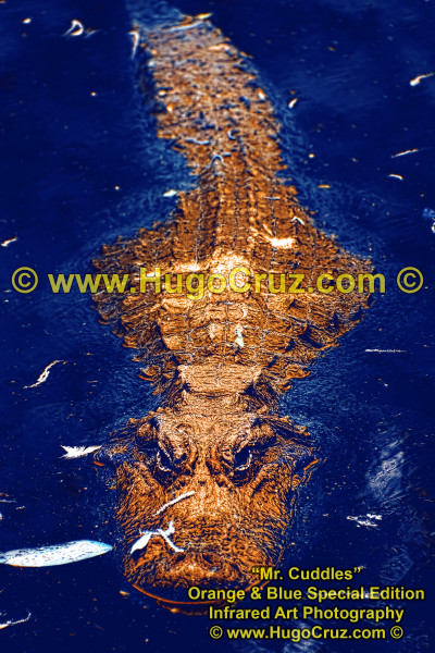 Mr Cuddles - Orange & Blue SE