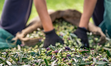 The Journey of Olive Oil Production