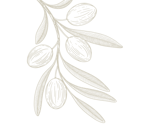 olive branch with olives