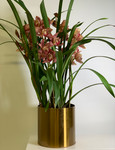 Cymbidium Orchid