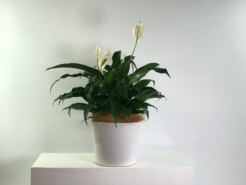 Spathiphyllum (Peace Lily)
