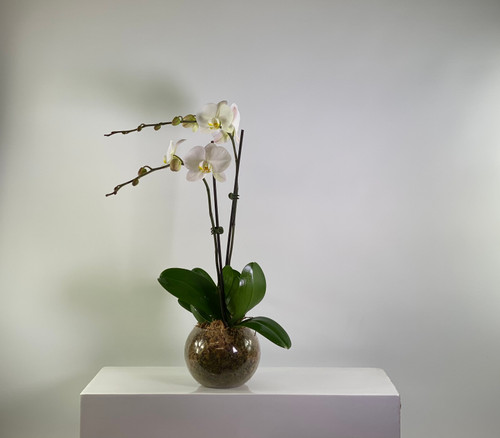 Orchids - Double Spike