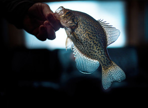 Ice Fishing for Crappies with Plastics Ice Fishing for Crappies with Plastics