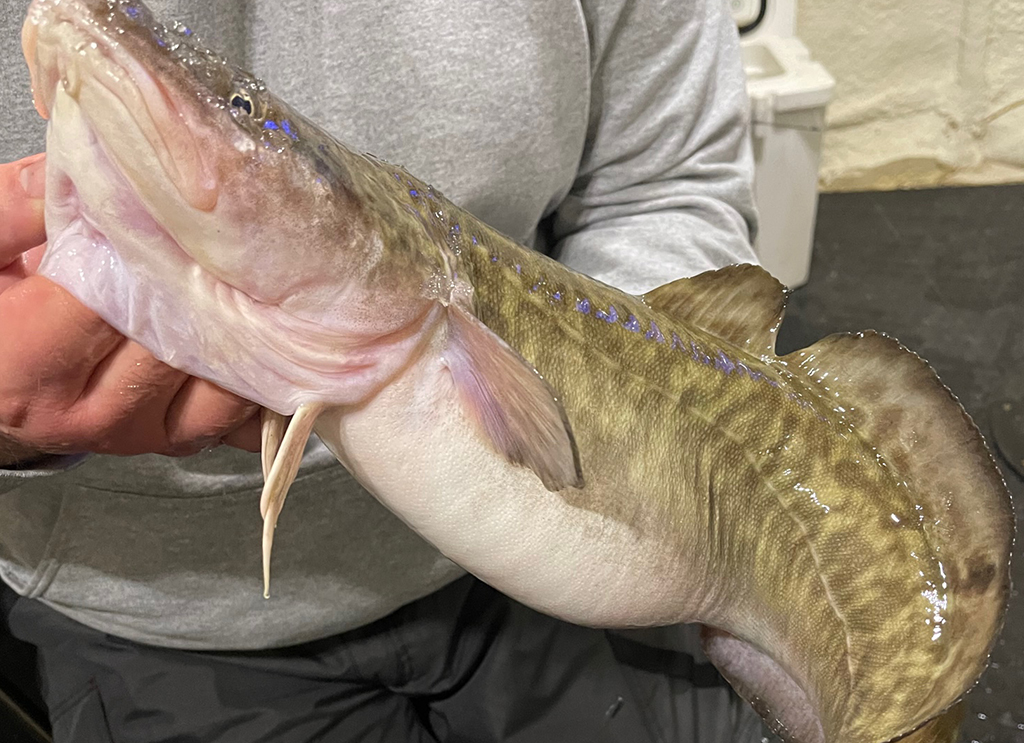 Ice Fishing For Burbot From A Fish House - Catch Cover