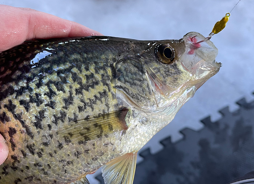 Ice fishing for Crappies