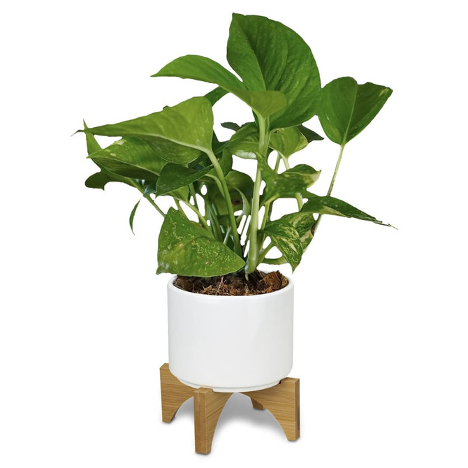 A planter with a white ceramic pot and a bamboo base, featuring lush green Pothos plant foliage.