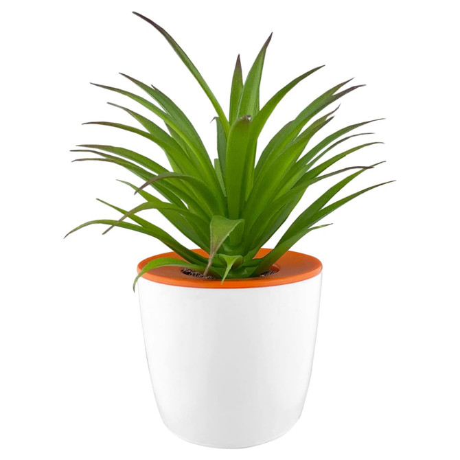 A white mini desk plant pot with an orange rim and a green, spiky plant inside.