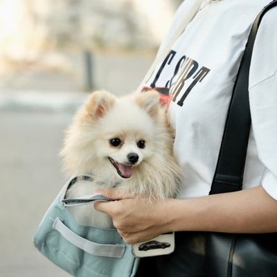 Pet Emergency Kits