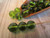 8mm round druk Czech glass beads