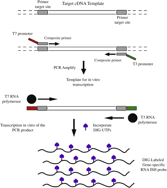 dna-template-strand-meaning-rusbiolink.jpg