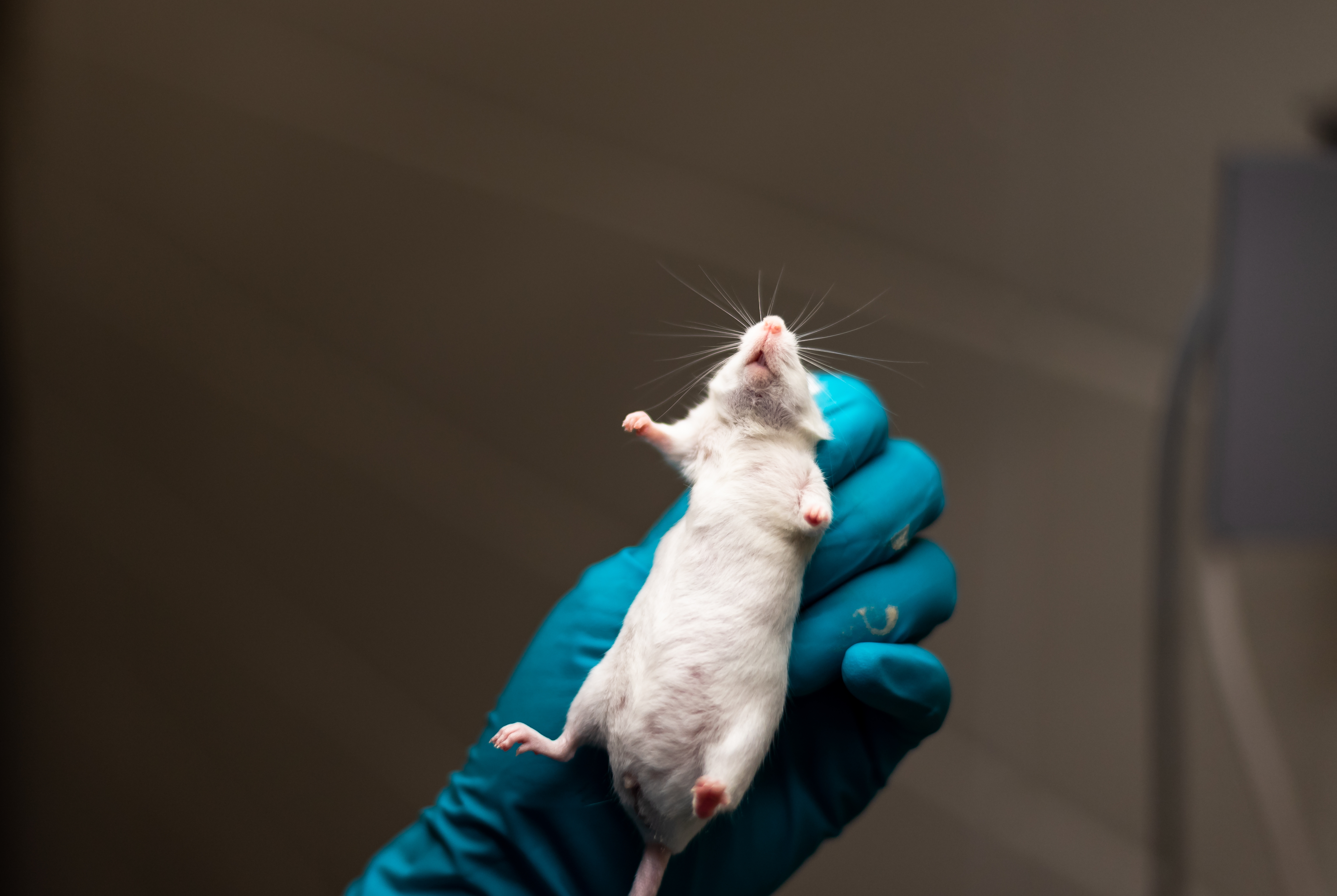 laboratory-animal-experiments-with-mice-yu3zg86.jpg