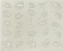Peacock Feather Nail Decals Silver