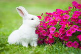 Canada to Go Cruelty-free with Cosmetic Animal Testing Ban!!! 