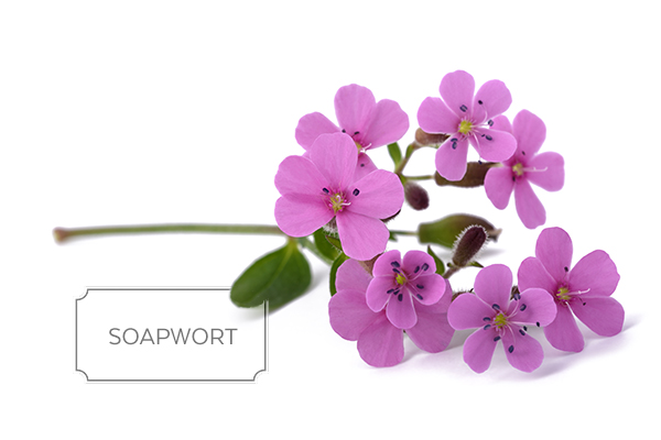 soapwort.jpg