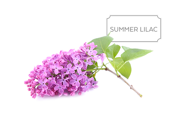 summer-lilac.jpg