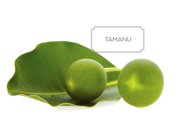 tamanu-a.jpg