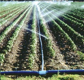 irrigation-sprinkler.jpg